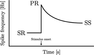 Consilience in the Peripheral Sensory Adaptation Response